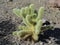 Cholla Jumping Cactus, Cylindropuntia fulgida, the jumping cholla, also known as the hanging chain cholla, is a cholla cactus nati