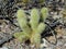 Cholla Jumping Cactus, Cylindropuntia fulgida, the jumping cholla, also known as the hanging chain cholla, is a cholla cactus nati