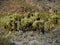 Cholla Jumping Cactus, Cylindropuntia fulgida, the jumping cholla, also known as the hanging chain cholla, is a cholla cactus nati