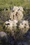 Cholla Teddy bear jumping cactus, Tucson Arizona Sonora Desert