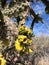 Cholla tree