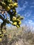 Cholla tree