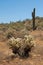 Chollas and Saguaros