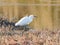 Chomp! Said the Snowy Egret