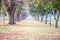 Chompoo Pantip flower Tree tunnel or The romantic tunnel of pink flower trees at Kasetsart University Kampangsan Nakhon Pathom Pro