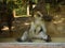 Chomutov, Czech republic - August 09, 2019: monkey posing in window in front of photographers in Zoopark Chomutov