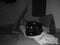 Chomutov, Czechia - April 04, 2022 - black cat Violka on box