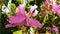 Chong Kho Scientific name Bauhinia purpurea L. Common name: Orchid Tree, etc. It is a medicinal plant with medicinal properties, b