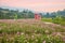 Chongqing Banan flowers and trees in the world garden full of mountains in full bloom Gesang Hua in the windmill