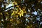 Chonowski\\\'s hornbeam ( Carpinus tschonoskii ) yellow leaves and ripe fruit spikes. Betulaceae deciduous tree.