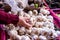 Choosing very healthy vegetable dried garlic from a pile in a grocery.