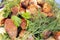 Chopped bbq pieces of mutton, beef or chicken meat on the plate with greenery of parsley and dill