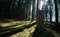 Chopped down tree trunk in conifer forest