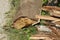 Chopped down and uprooted tree logs and branches display after a natural disaster super cyclone `UmPun` at India, May