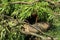 Chopped down and uprooted tree logs and branches display after a natural disaster super cyclone `UmPun` at India, May