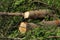 Chopped down and uprooted tree logs and branches display after a natural disaster super cyclone `UmPun` at India, May