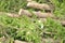 Chopped down and uprooted tree logs and branches display after a natural disaster super cyclone `UmPun` at India, May