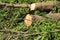 Chopped down and uprooted tree logs and branches display after a natural disaster super cyclone `UmPun` at India, May