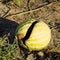 Chopped old rotten watermelon. An abandoned field of watermelons