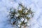 Chopped small fir with snow on top. Flora and Nature concept