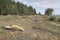 Chopped stacked wood logs for fuel and tractor digger in forest