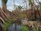 Chopped Trees and Flooded Forests in Kalimantan