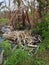 Chopped Trees and Flooded Forests in Kalimantan