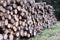 Chopped wood logs for sale use in fire place at home stored on forest woods green biomass energy