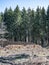 chopped Woodland dead forest pinetree plantation Germany replanted deciduous trees protected