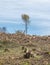 chopped Woodland new plantation Germany replanted with new sapling deciduous trees protected with plastic tubes