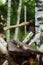 Chopping birch tree with axe for firewood with forest on background