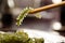 Chopsticks with Umi-budou Seaweed or sea grapes green caviar