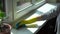 Chores - woman cleaning dust from window sill