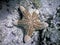Choriaster granulatus starfish
