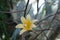 Chorisia insignis also known as Ceiba Insignis flower