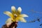 Chorisia insignis also known as Ceiba Insignis flower in hand