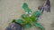 Chorispora tenella on the bottom of the crater Makhtesh Gadol, in the south of Israel