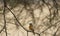 Chorister Robin Chat on branch looking left