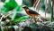 Chorister Robin-chat standing on rock with forest background