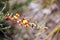 Chorizema Species Australian Wildflowers