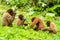 Chorongo Monkey Family