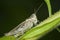 Chorthippus parallelus on leaf