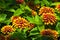 Chose up of bright and cheerful marigolds