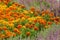 Chose up of bright and cheerful marigolds