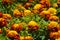 Chose up of bright and cheerful marigolds