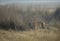 Choti tara Tigress in the Tall grass  at Tadoba Andhari Tiger Reserve,Chandrapur,Maharashtra,India