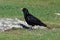 Chough (red legged crow)