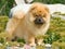 Chow Chow