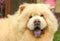 Chow Chow the best dog