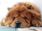 Chow chow dog